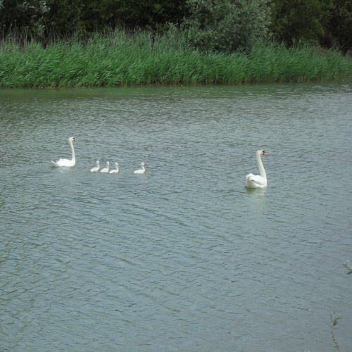 Cygnes - Lamothe