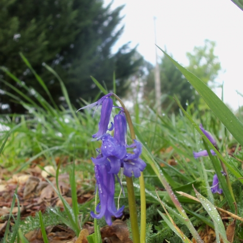 Jacinthe des bois à Moulin Neuf (espèce protégée)