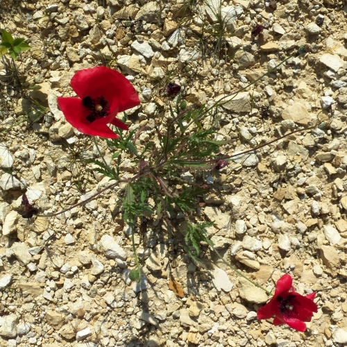 Coquelicot naturel sur Lamonzie